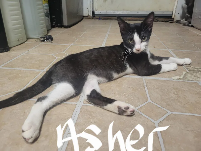 Asher thumbnail 2
