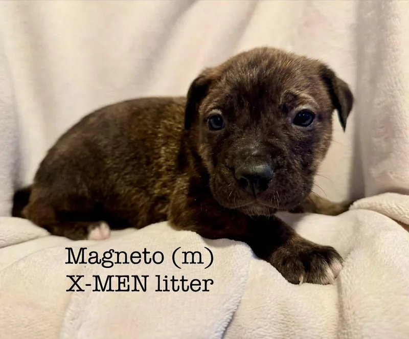 Magneto