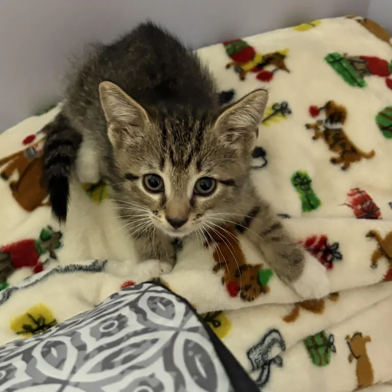 A baby medium-sized female Tabby (Buff / Tan / Fawn) Domestic Short Hair cat named Maria for adoption in Saint Pete Beach, FL