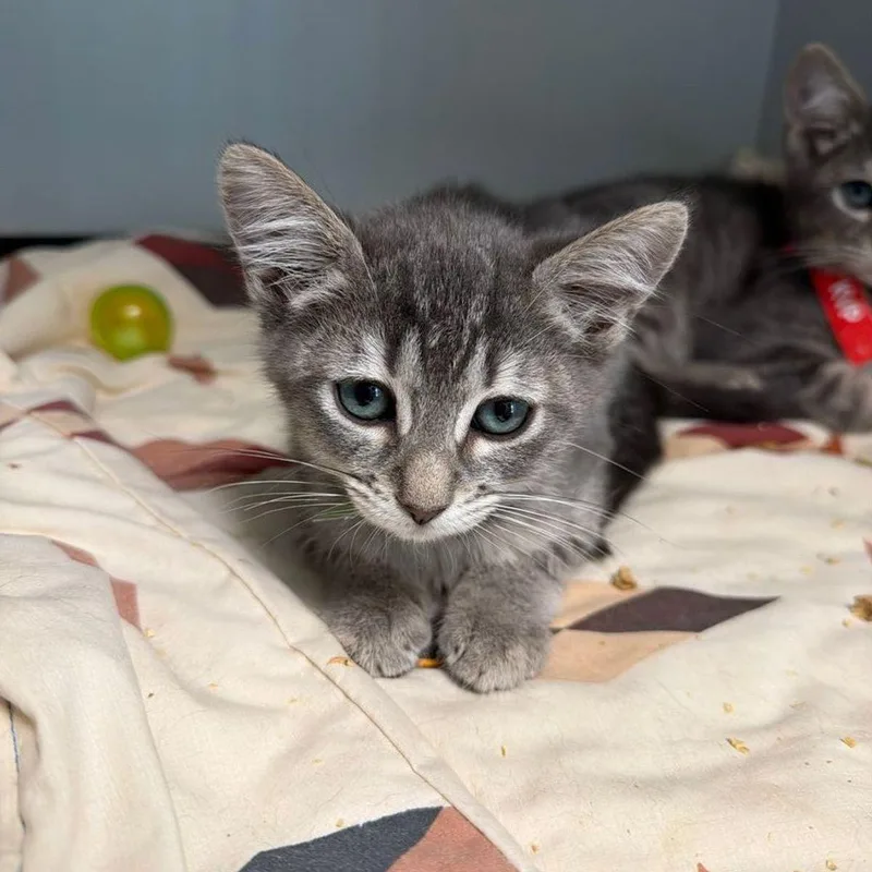 A young small-sized female Tabby (Orange / Red) Domestic Short Hair cat named Quill for adoption in Kingman, AZ