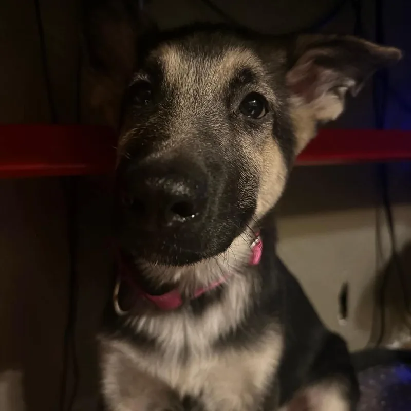 A baby small-sized female Black German Shepherd Dog dog named Chevy for adoption in Farmersville, OH