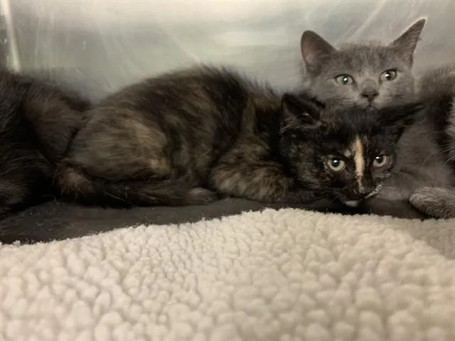 A baby small-sized female Domestic Short Hair cat named Spritz for adoption in Grand Prairie, TX