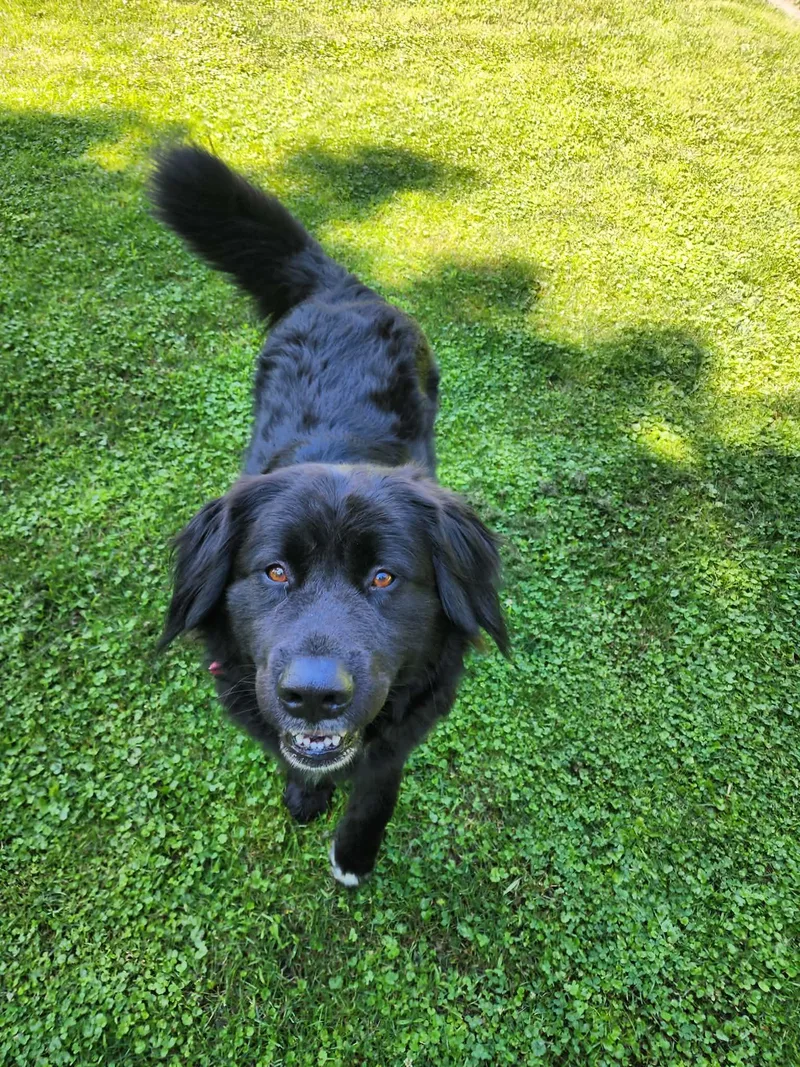An adult large-sized male Black Akita dog named Jack for adoption in Boaz, AL