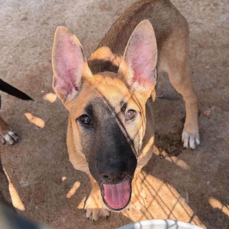 A baby small-sized female Brown / Chocolate Shepherd dog named Sunny for adoption in Lake Jackson, TX
