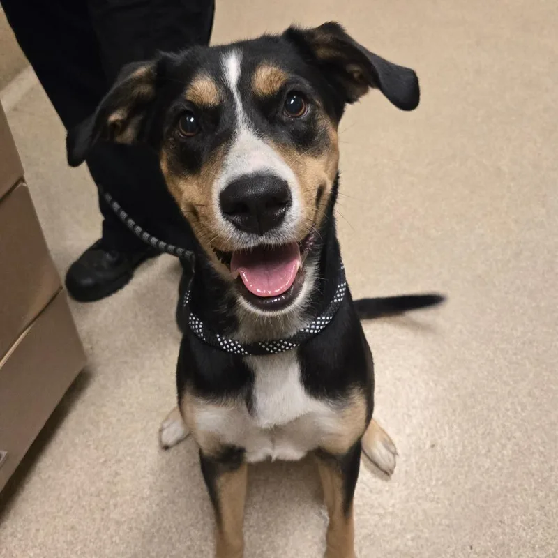 A young medium-sized female Mixed Breed dog named Roxanne for adoption in Bristol, IN