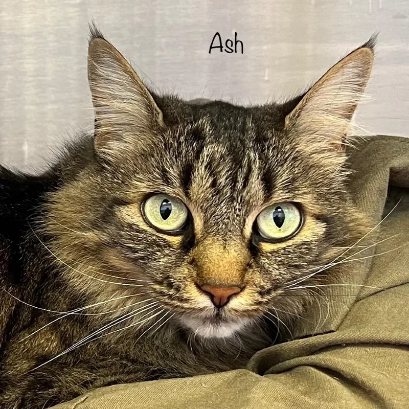 Ash thumbnail 2