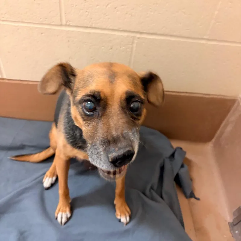 A senior medium-sized female Mixed Breed dog named Cranberry for adoption in Reno, NV