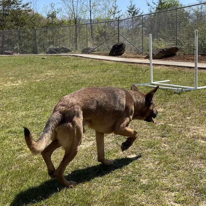 A young medium-sized male Yellow / Tan / Blond / Fawn German Shepherd Dog dog named Cinnamon Bun for adoption in Blairsville, GA