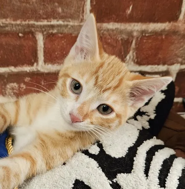 A baby small-sized male Domestic Short Hair cat named Rogue for adoption in Bonsall, CA