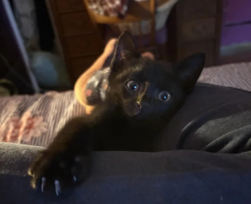 A baby small-sized male Domestic Short Hair cat named Mischief for adoption in Havertown, PA