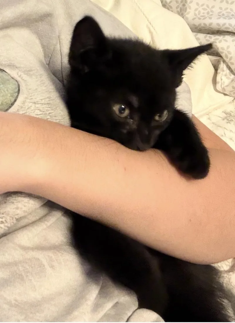 Mischief thumbnail 2