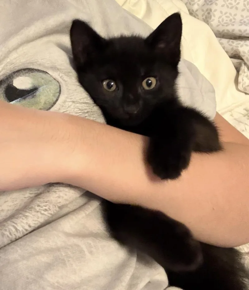 Mischief thumbnail 3