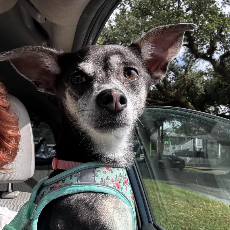 Shelby Lynn thumbnail 5