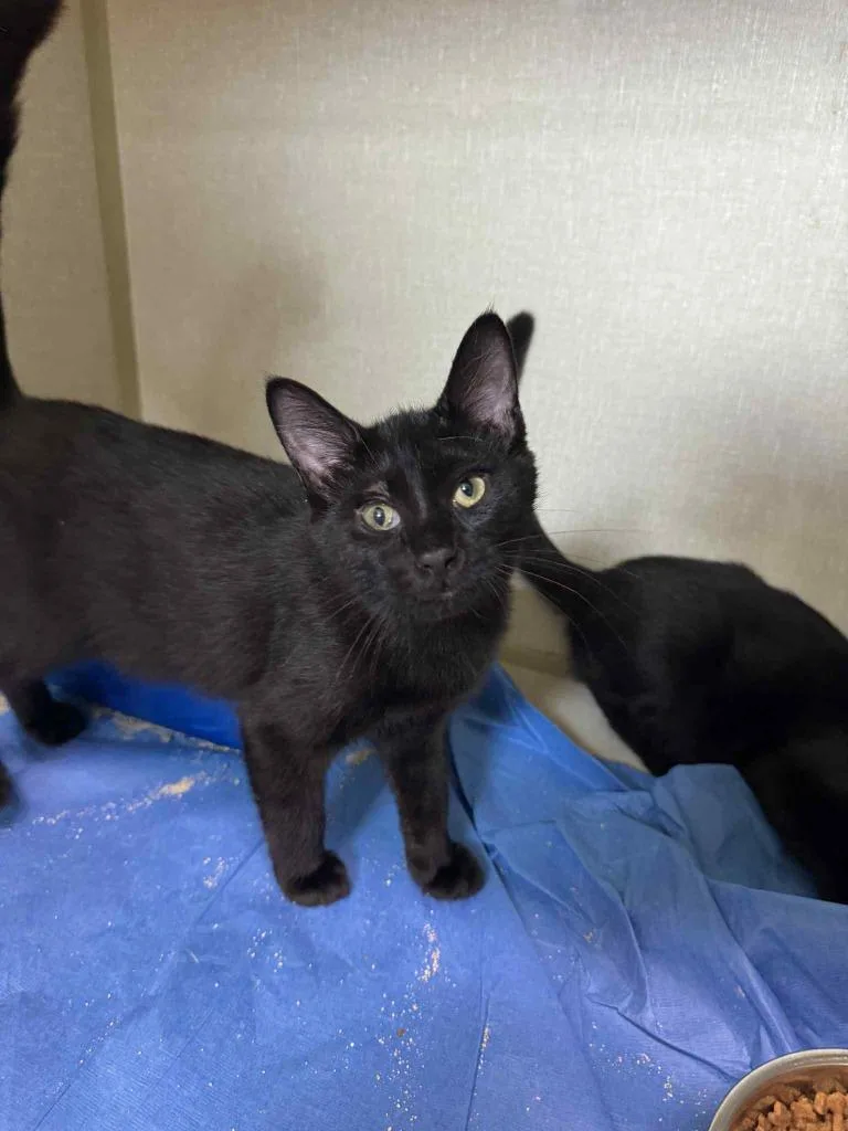 Mad Hatter thumbnail 2