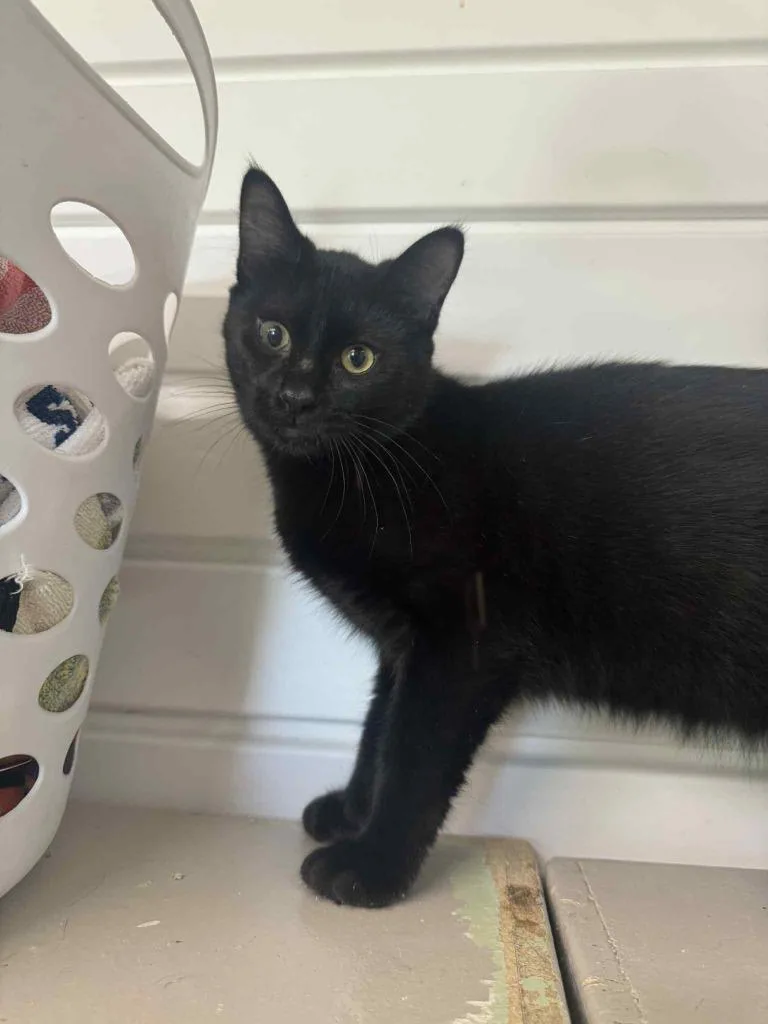 Mad Hatter thumbnail 3