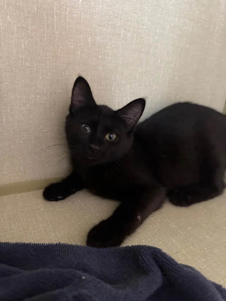 Mad Hatter thumbnail 4