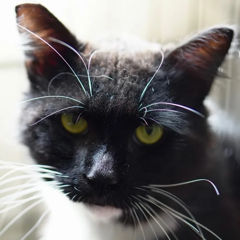 An adult small-sized male Black Domestic Medium Hair cat named Balthazar for adoption in Pacific Palisades, CA