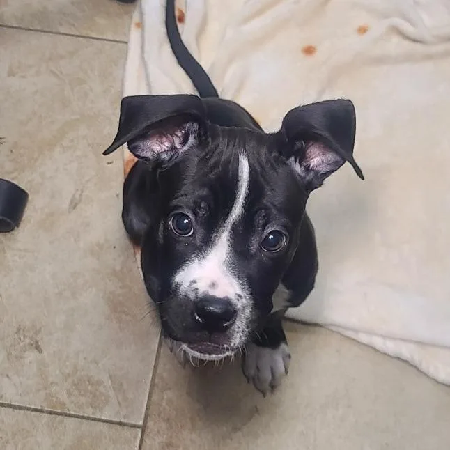 A young medium-sized male Black Pit Bull Terrier dog named Tintin for adoption in Galveston, TX