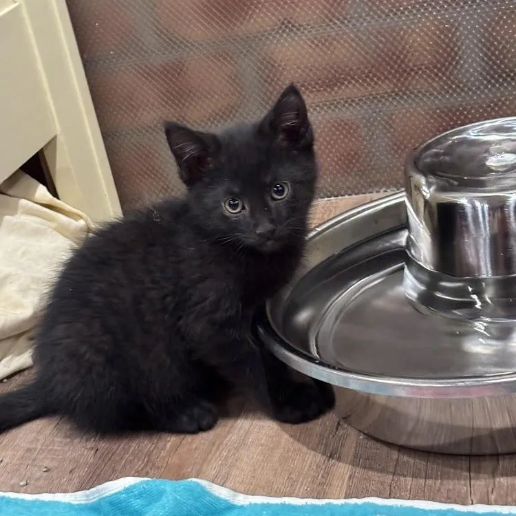 A baby medium-sized female Black Domestic Short Hair cat named Bailey for adoption in Johnson City, TN