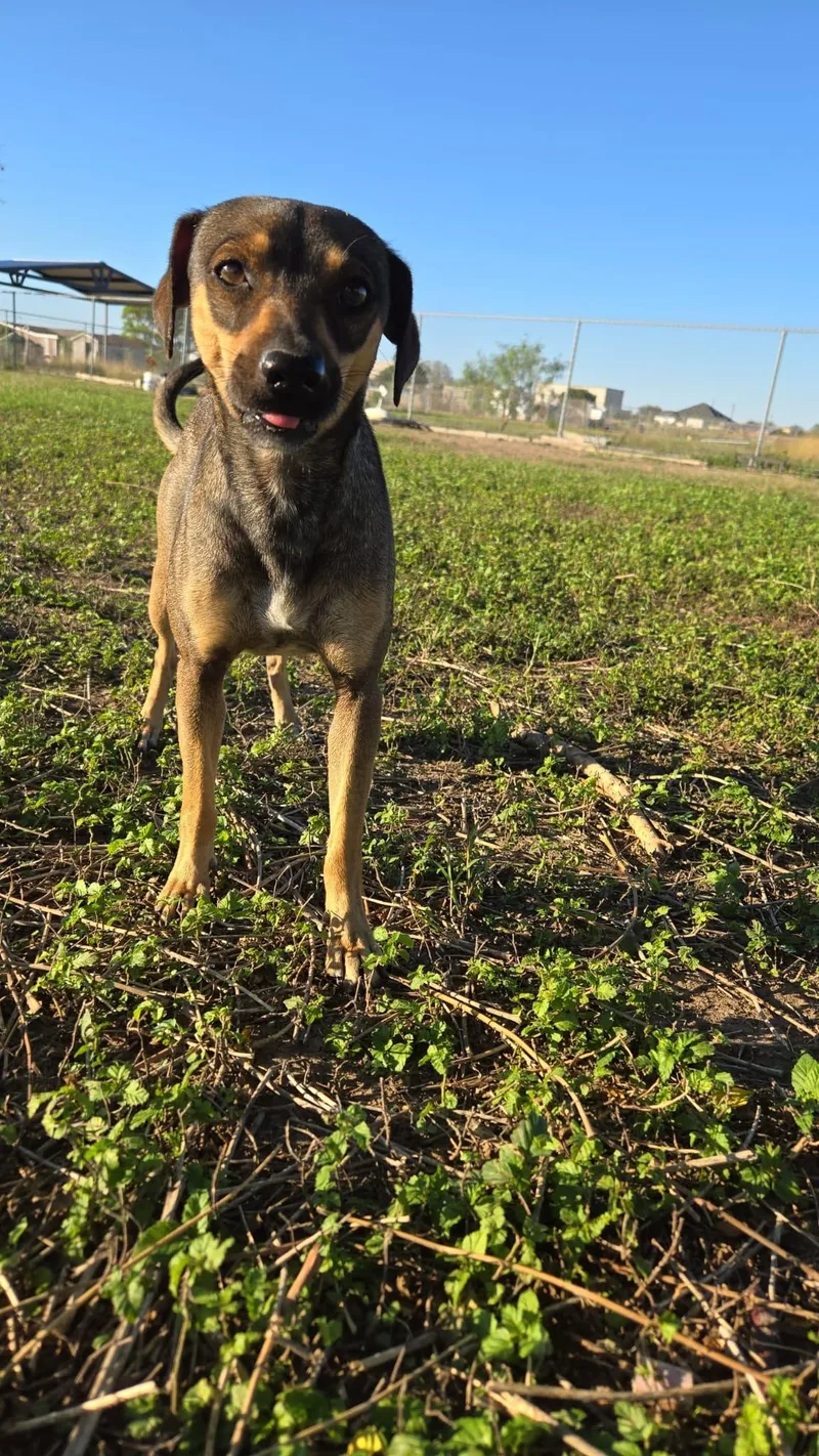 An adult medium-sized female Bicolor Terrier dog named Brownie for adoption in MISSION, TX