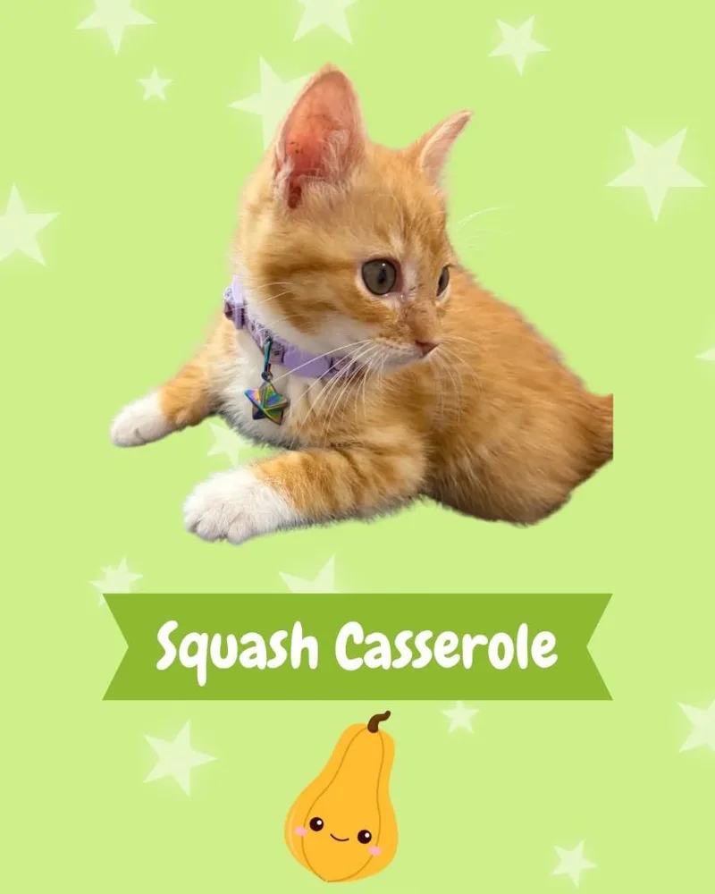Squash Casserole