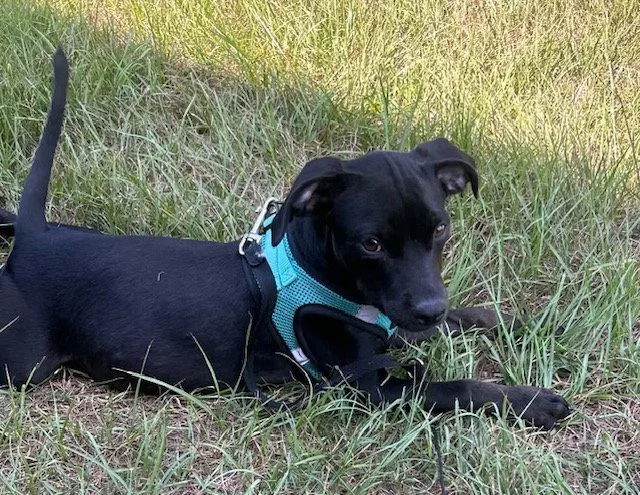 A young large-sized female Labrador Retriever dog named Gina for adoption in Tarrytown, GA