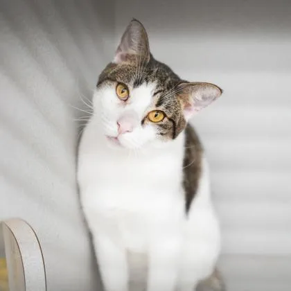 An adult small-sized male American Bobtail cat named Rocky for adoption in Atlanta, GA