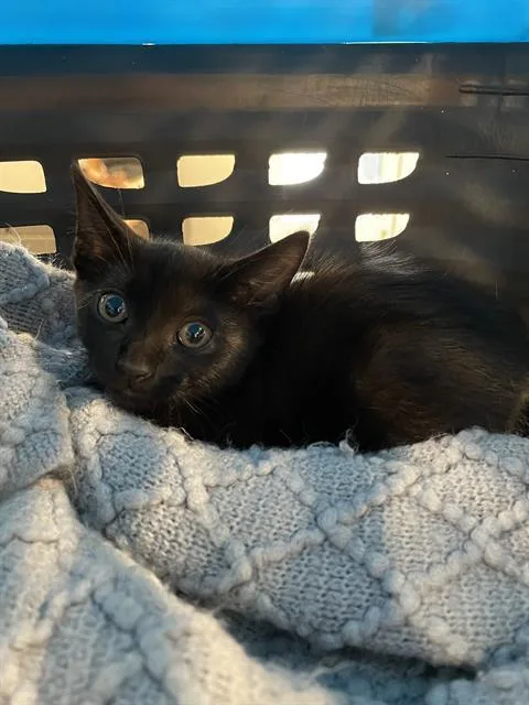 A baby small-sized female Domestic Short Hair cat named Gianna for adoption in Palmetto, FL