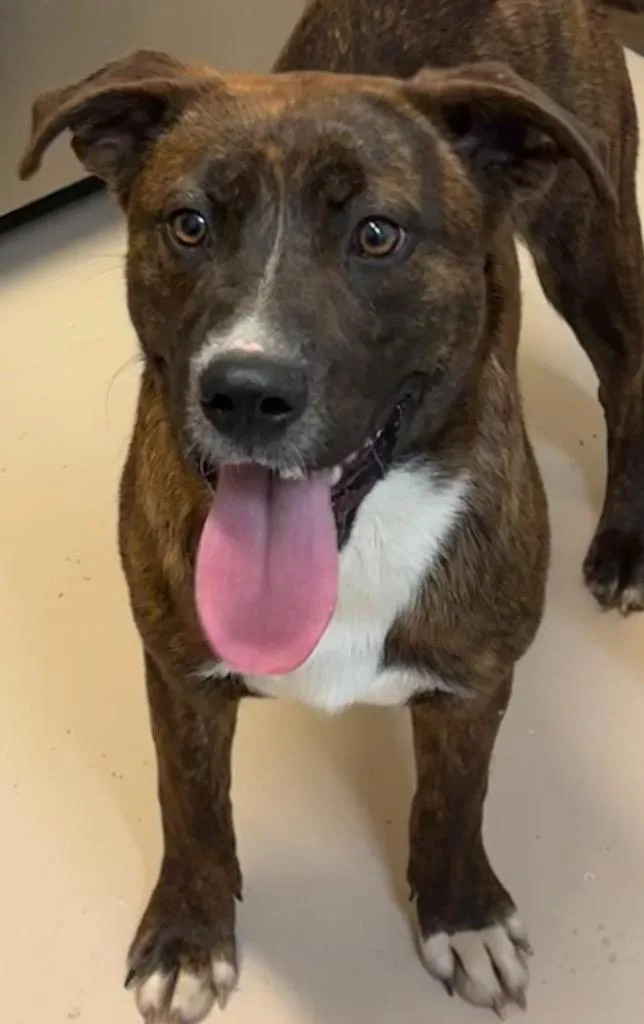 A baby large-sized male Bernese Mountain Dog dog named Atlas for adoption in Elizabethton, TN