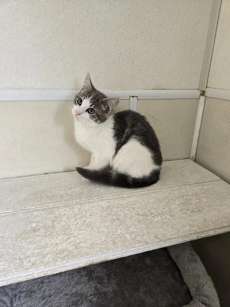 A young medium-sized female Domestic Short Hair cat named Dj for adoption in Maquoketa, IA