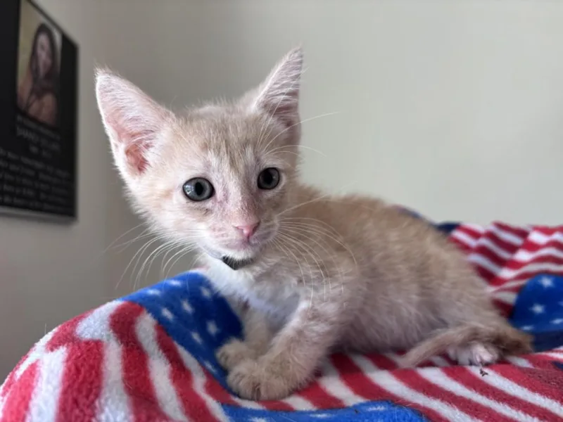 A baby small-sized male Domestic Short Hair cat named George for adoption in Houston, TX