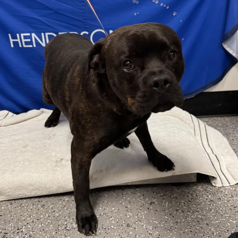 An adult large-sized male Rottweiler dog named Grizzly for adoption in Henderson, NV