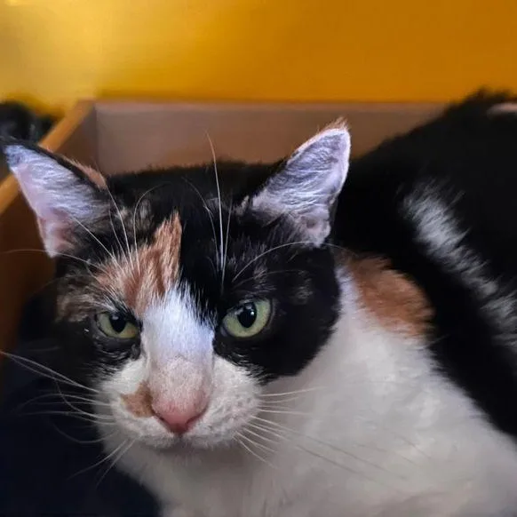 A young medium-sized female Domestic Short Hair cat named Noel for adoption in East Hartford , CT
