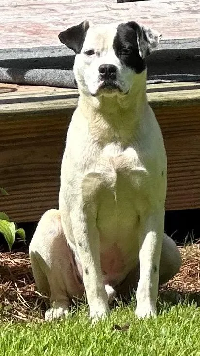 A young medium-sized male Mixed Breed dog named Skinner for adoption in Rome, GA