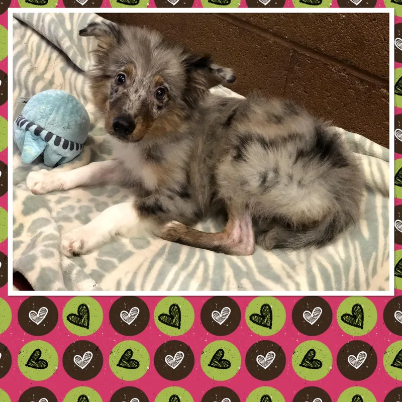 A baby medium-sized female Merle (Blue) Australian Shepherd dog named Westie for adoption in Buckhannon, WV