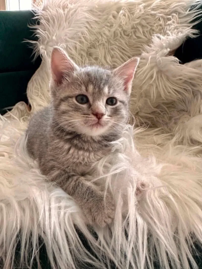 A baby small-sized female Domestic Short Hair cat named Grilled Beef Kabob for adoption in Sterling, VA