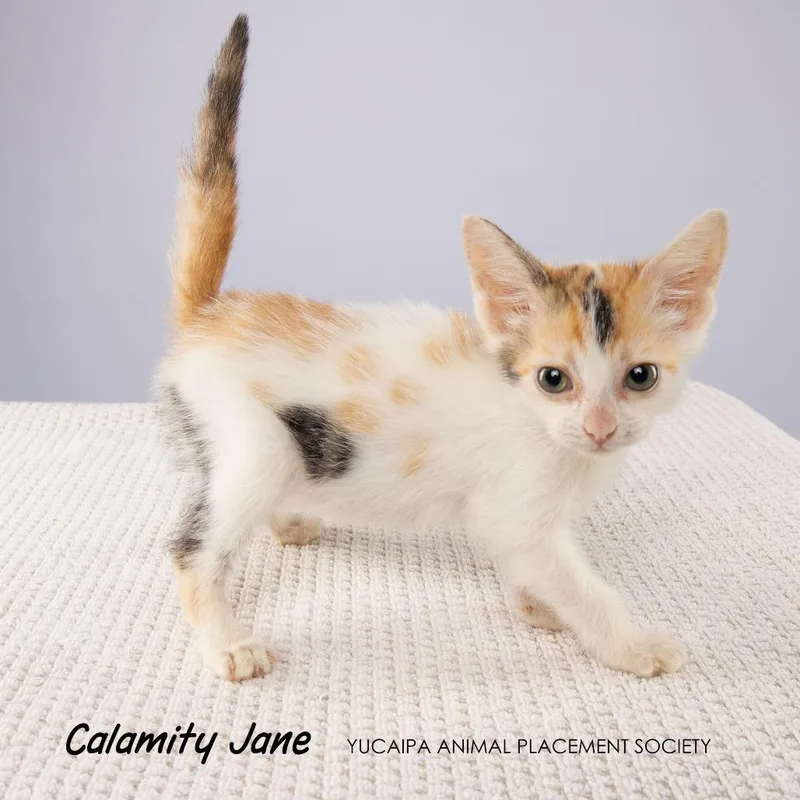 Calamity Jane
