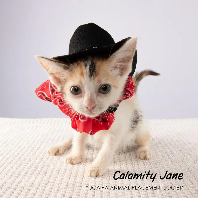 Calamity Jane thumbnail 2