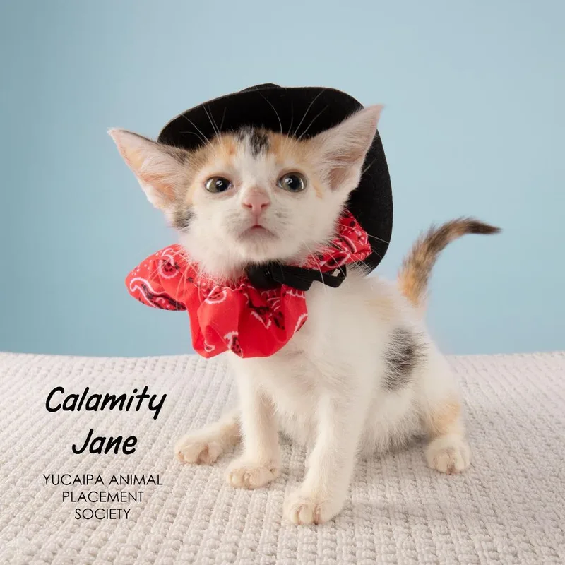 Calamity Jane thumbnail 3
