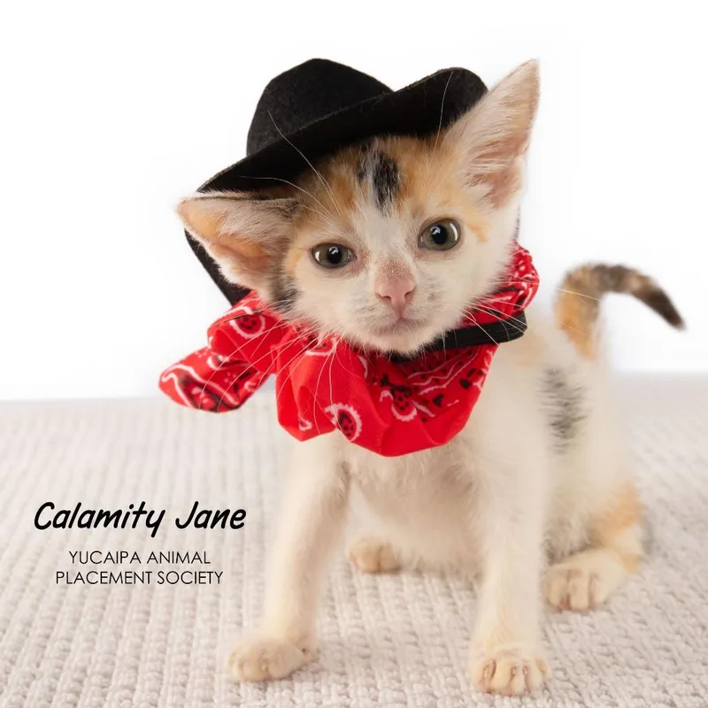 Calamity Jane thumbnail 4