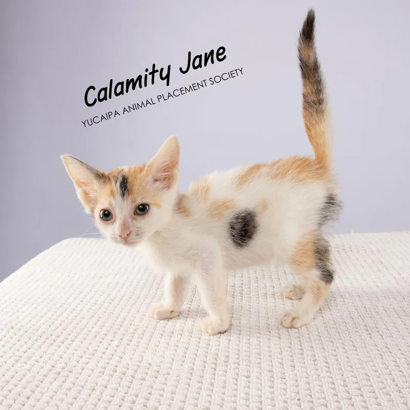 Calamity Jane thumbnail 6