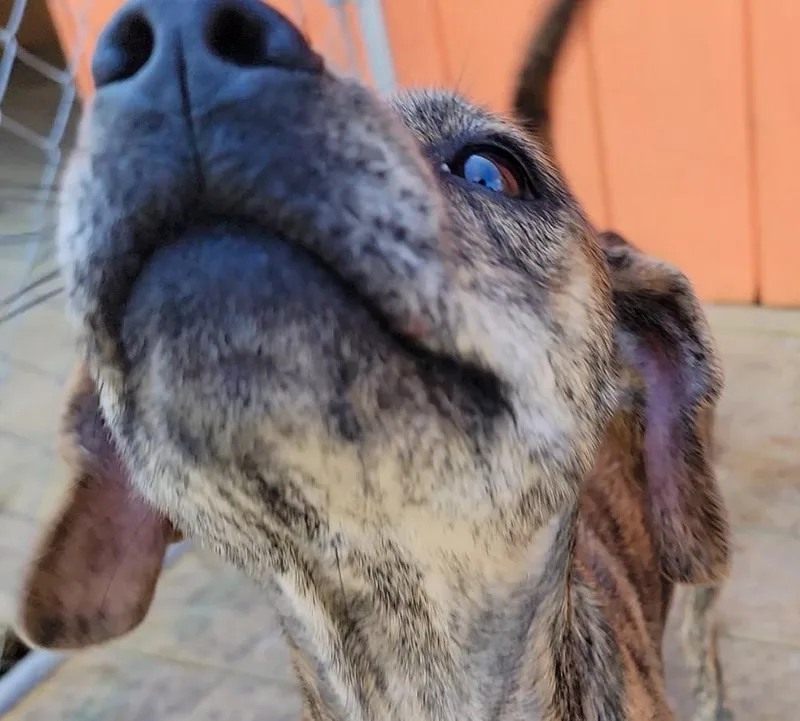 A young medium-sized female Brindle Terrier dog named Flaca for adoption in Mount Sterling, KY