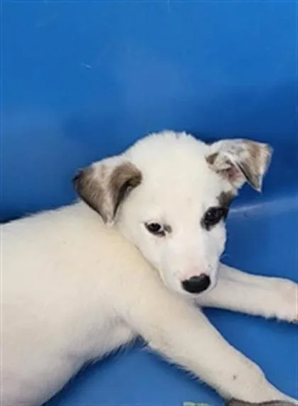 A baby medium-sized male Australian Shepherd dog named Kiwi for adoption in Morton Grove, IL