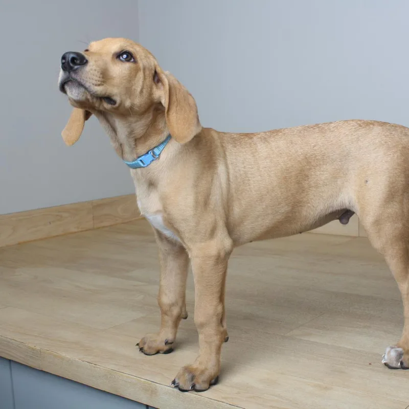 A baby medium-sized male Yellow / Tan / Blond / Fawn Beagle dog named Badger D for adoption in Minnetonka, MN
