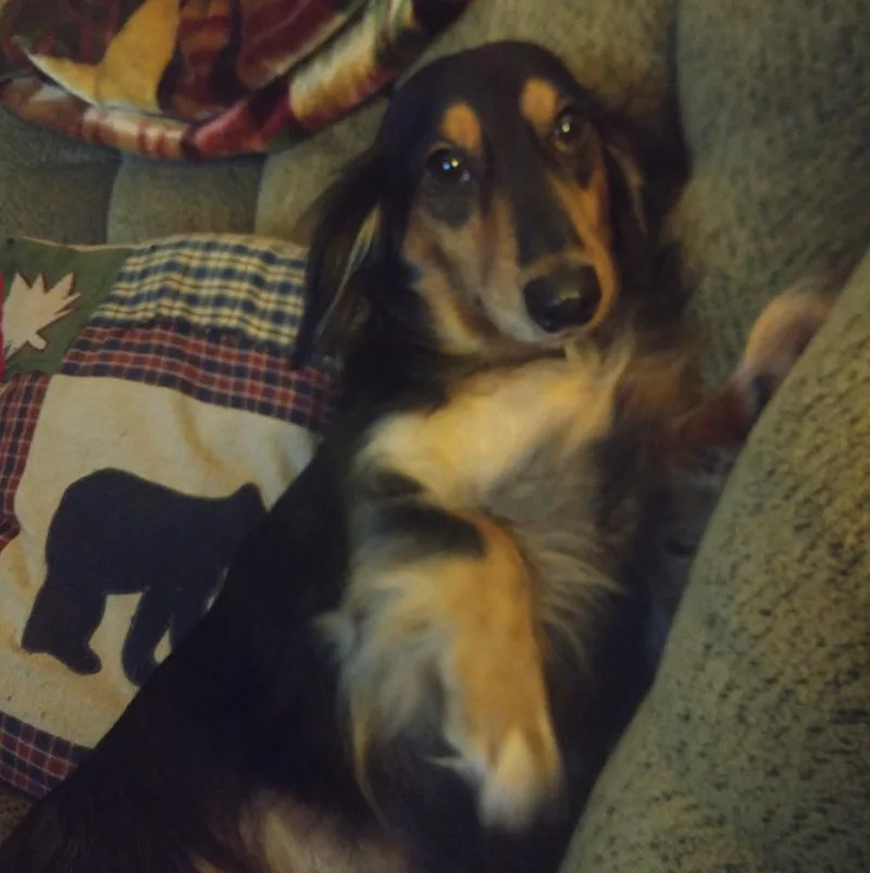 An adult medium-sized male Black Dachshund dog named Sammy for adoption in Mora, MN