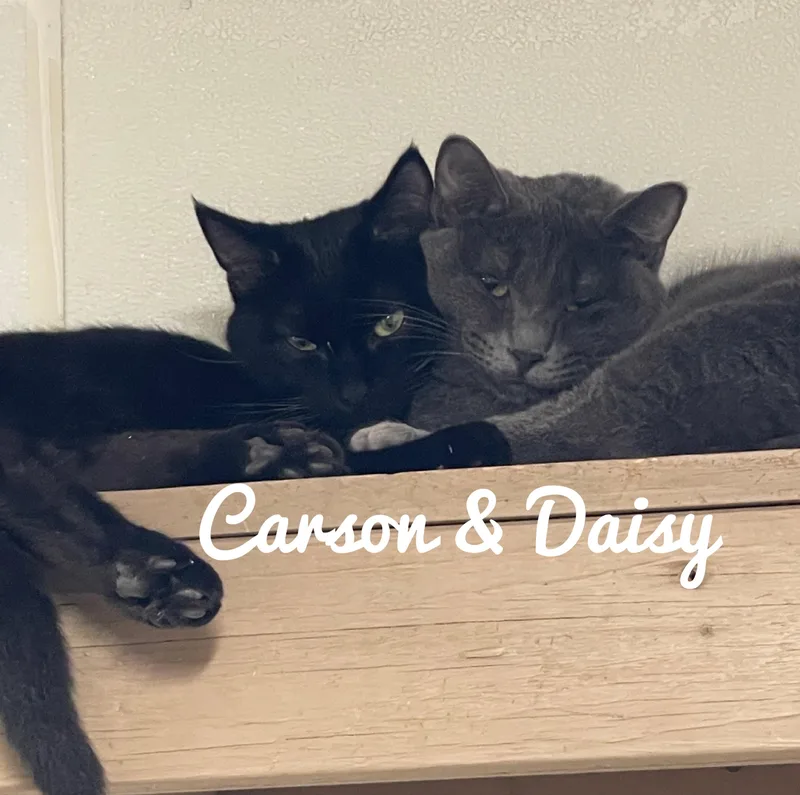 A young medium-sized female Domestic Short Hair cat named Daisy for adoption in Bella Vista, AR