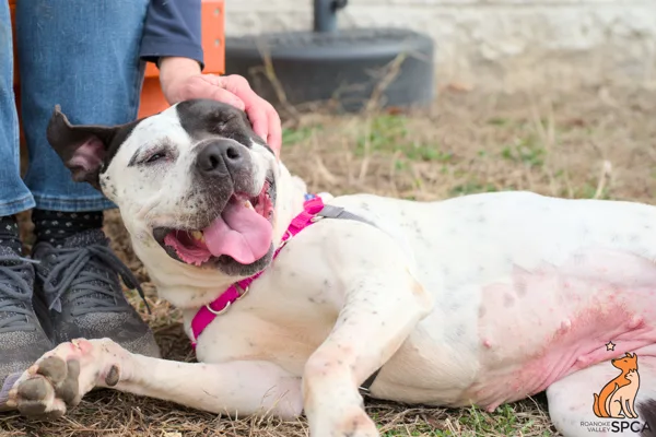 An adult medium-sized female Pit Bull Terrier dog named Yazzmina for adoption in Roanoke, VA