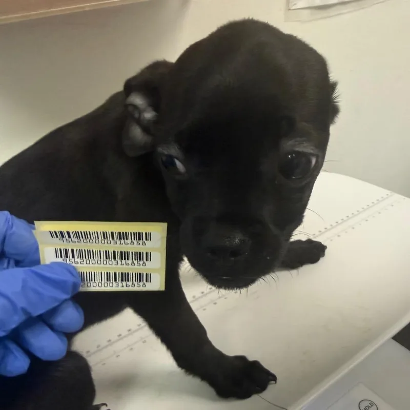 A baby small-sized female Black Mixed Breed dog named Slinky for adoption in Charleston, WV