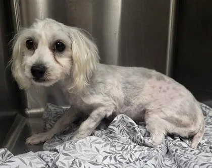A baby small-sized male Coton de Tulear dog named Goose for adoption in Kinzers , PA