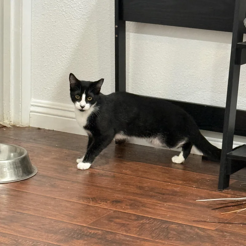 A baby medium-sized male Black & White / Tuxedo Tuxedo cat named Scooter for adoption in Fresno, CA